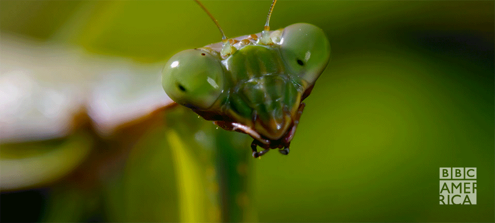 33 Kinda Terrifying Animal Facts You Probably Never Knew