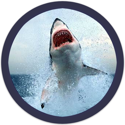Shark Week